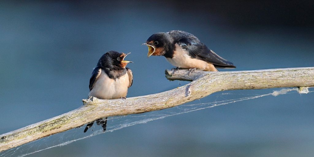 Zwei Vögel streiten sich